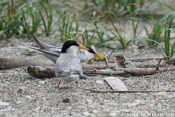 コアジサシ繁殖地　検見川浜　Little Tern Kemigawahama breedng ground(2)