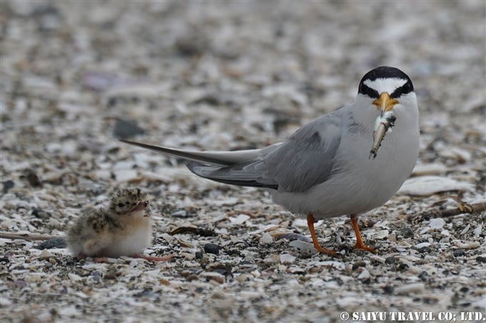 コアジサシ繁殖地　検見川浜　Little Tern Kemigawahama breedng ground(4)