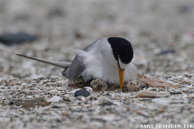 コアジサシ繁殖地　検見川浜　Little Tern Kemigawahama breedng ground(12)