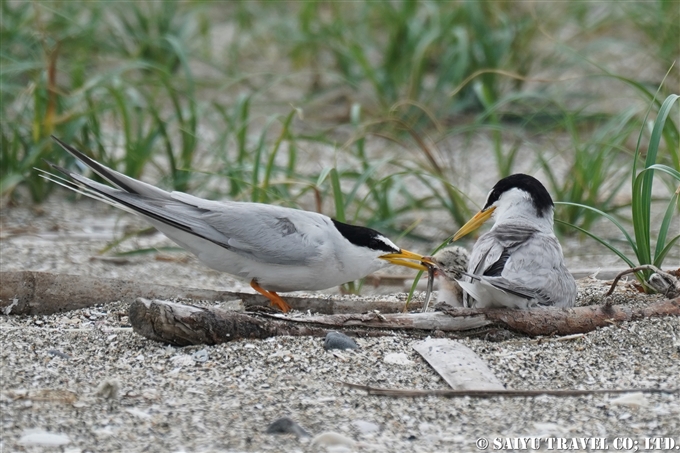 コアジサシ繁殖地　検見川浜　Little Tern Kemigawahama breedng ground(6)