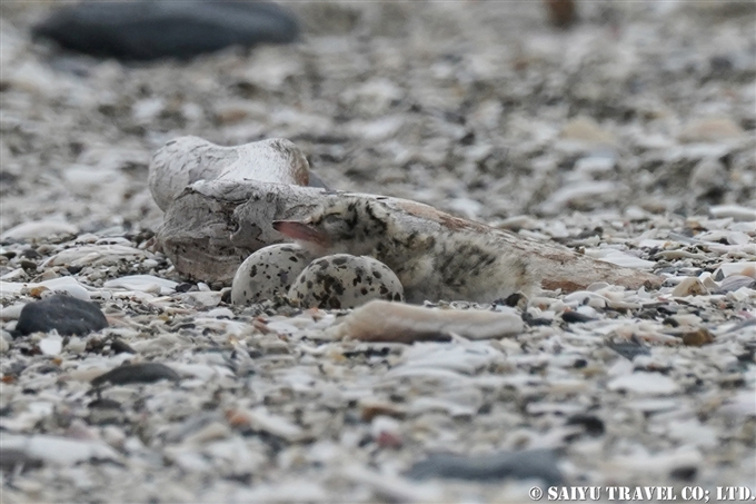 コアジサシ繁殖地　検見川浜　Little Tern Kemigawahama breedng ground(1)