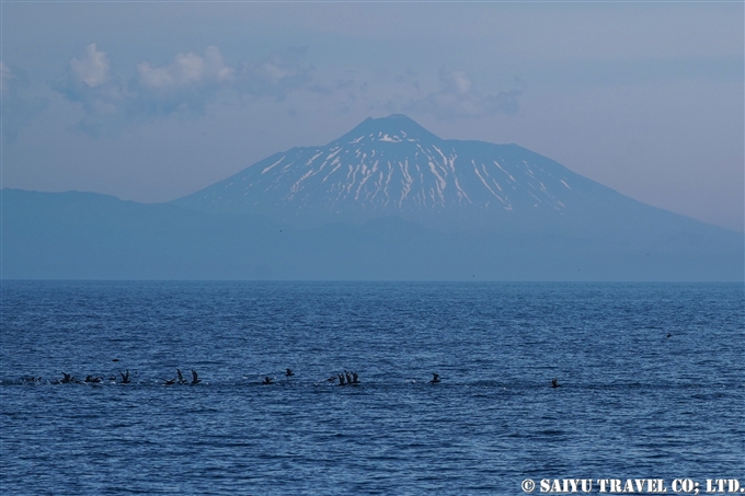 国後島　爺爺岳 (1)　ハシボソミズナギドリ