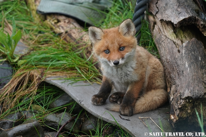 キタキツネ　知床半島　子育て　Ezo Red Fox Shiretoko Pninsula (3)