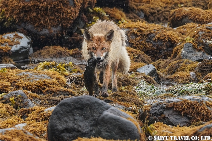 キタキツネ　知床半島　子育て　Ezo Red Fox Shiretoko Pninsula (1)