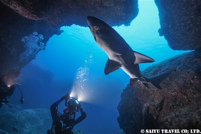 シロワニ　Sand Tiger Shark 小笠原諸島　鹿浜 (5)