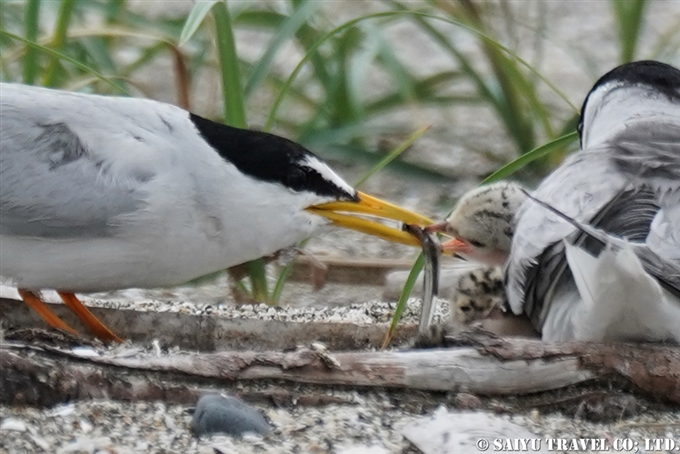 コアジサシ繁殖地　検見川浜　Little Tern Kemigawahama breedng ground(5)