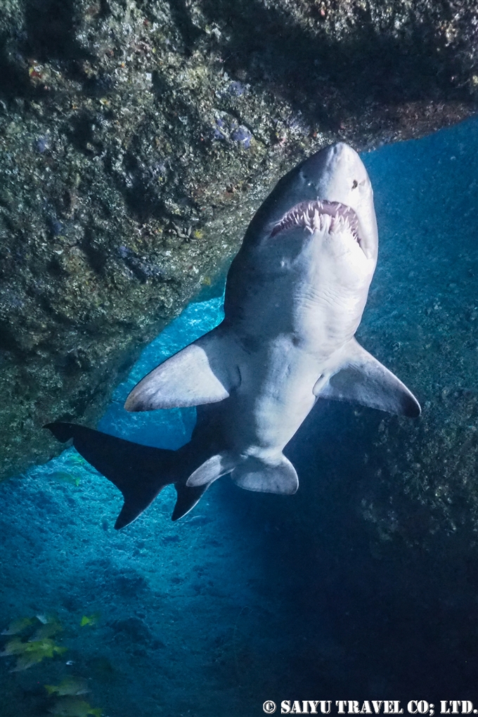 シロワニ　Sand Tiger Shark 小笠原諸島　鹿浜 (3)