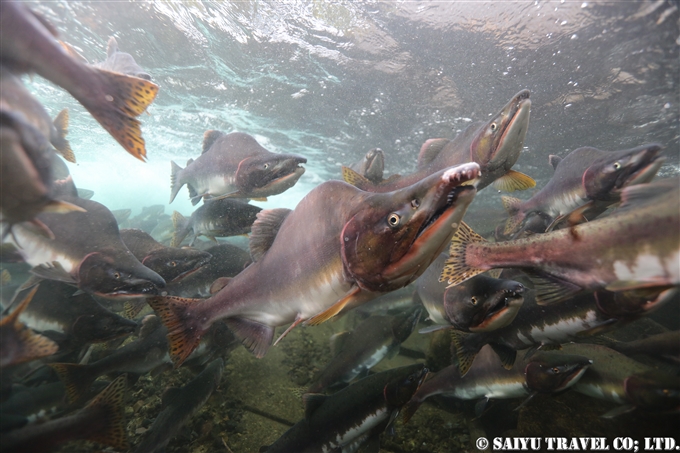 カラフトマス　知床半島　秋　遡上　Pink Salmon run Shiretoko Peninsula (3)