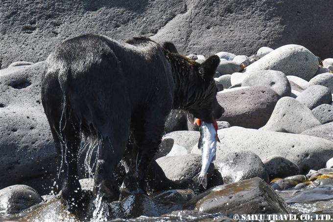 知床半島　羅臼　ヒグマ　ペキンの鼻　カラフトマス　ヒグマ・フォト　知床サライ broen bear in Shiretoko (11)