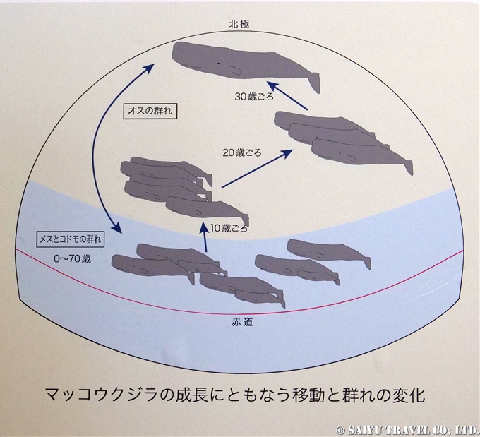 羅臼ビジターセンターの展示品