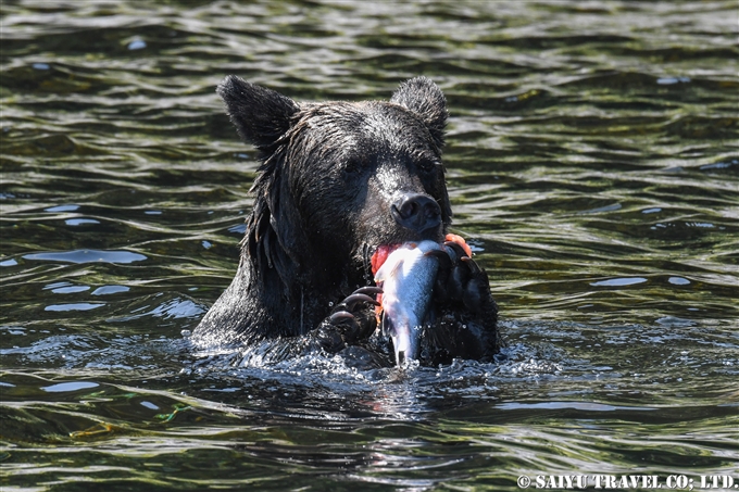 知床半島　羅臼　ヒグマ　ペキンの鼻　カラフトマス　ヒグマ・フォト　知床サライ broen bear in Shiretoko (8)