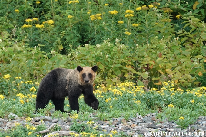 ヒグマ　知床半島　羅臼　ヒグマクルーズ 　知床サライ　西遊旅行(6)