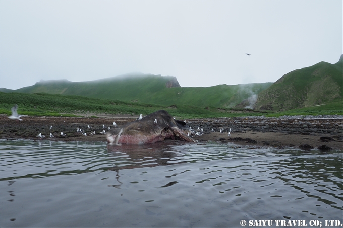 座礁したマッコウクジラ　千島列島 Stranded Sperm Whale Kuril Island　 (7)