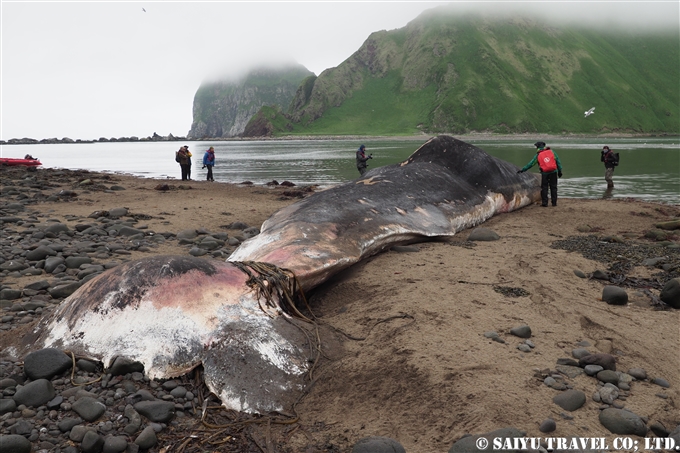 座礁したマッコウクジラ　千島列島 Stranded Sperm Whale Kuril Island　 (9)