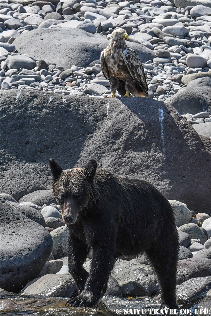 知床半島　羅臼　ヒグマ　ペキンの鼻　カラフトマス　ヒグマ・フォト　知床サライ broen bear in Shiretoko (12)