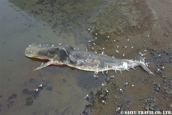 座礁したマッコウクジラ　千島列島 Stranded Sperm Whale Kuril Island　 (1)