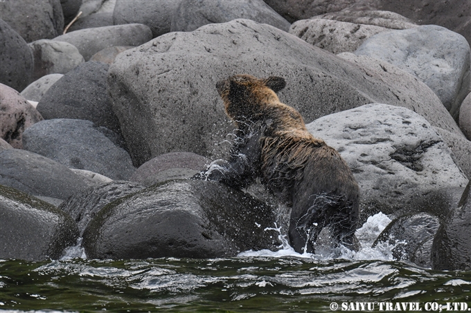 知床半島　羅臼　ヒグマ　ペキンの鼻　カラフトマス　ヒグマ・フォト　知床サライ broen bear in Shiretoko (5)