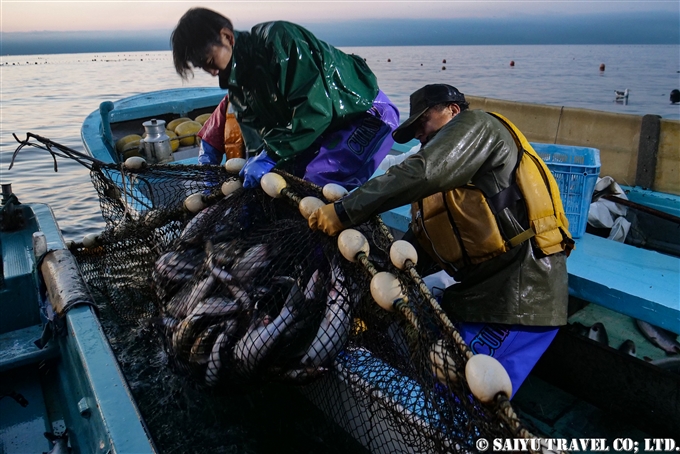 知床半島　羅臼　カラフトマス　定置網　知床サライ　西遊旅行 (4)