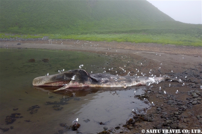 座礁したマッコウクジラ　千島列島 Stranded Sperm Whale Kuril Island　 (3)