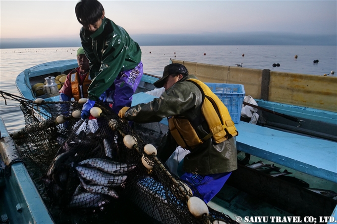 知床半島　羅臼　カラフトマス　定置網　知床サライ　西遊旅行 (3)