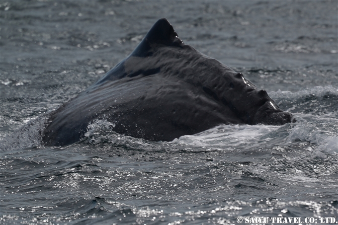 根室海峡のマッコウクジラ　ラウス　Sperm Whale in Nemuro Strait Hokkaido Rausu 知床サライ (1)