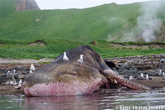 座礁したマッコウクジラ　千島列島 Stranded Sperm Whale Kuril Island　 (4)