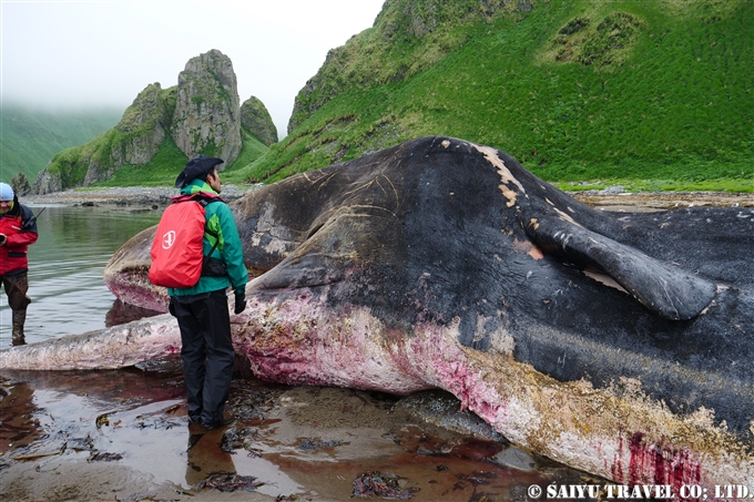 座礁したマッコウクジラ　千島列島 Stranded Sperm Whale Kuril Island　 (5)