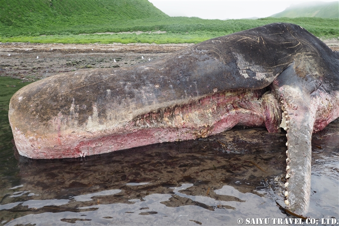 座礁したマッコウクジラ　千島列島 Stranded Sperm Whale Kuril Island　 (10)