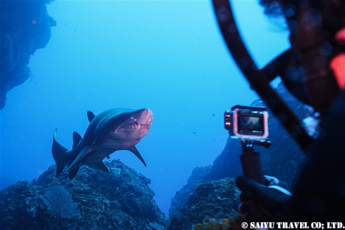 シロワニ　Sand Tiger Shark 小笠原諸島　鹿浜 (6)