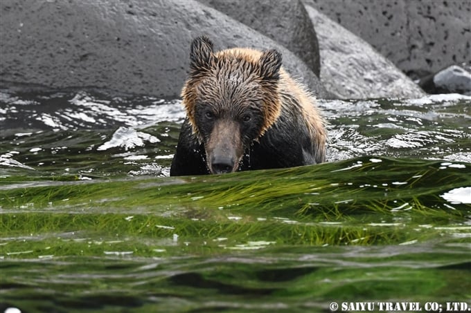 知床半島　羅臼　ヒグマ　ペキンの鼻　カラフトマス　ヒグマ・フォト　知床サライ broen bear in Shiretoko (6)