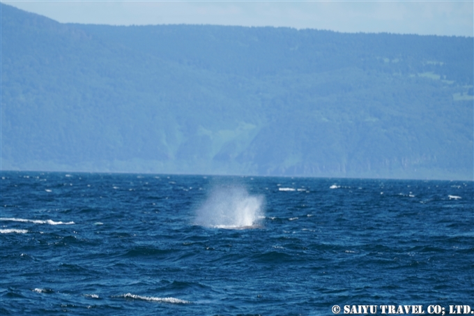 根室海峡のマッコウクジラ　ラウス　Sperm Whale in Nemuro Strait Hokkaido Rausu 知床サライ (5)