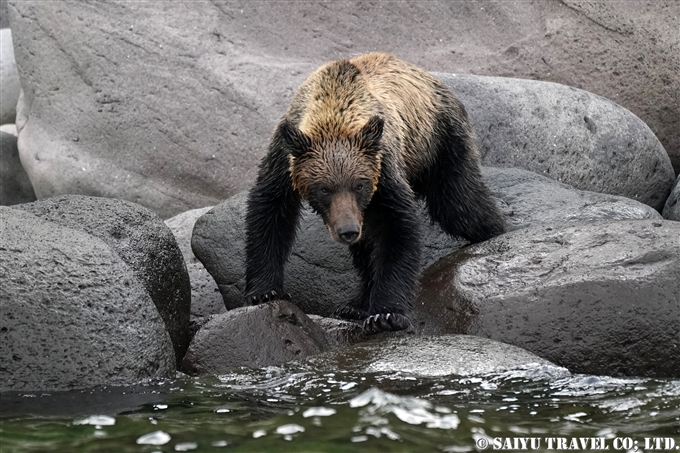 ヒグマ　知床半島　羅臼　ヒグマクルーズ 　知床サライ　西遊旅行　(4)