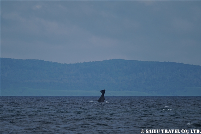根室海峡のマッコウクジラ　ラウス　Sperm Whale in Nemuro Strait Hokkaido Rausu 知床サライ (4)