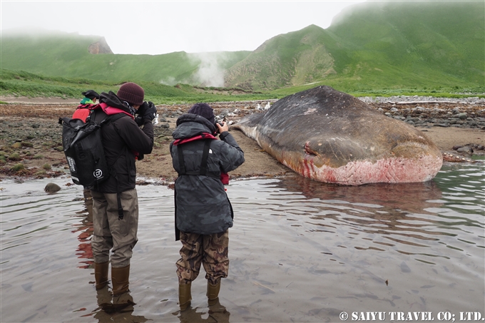 座礁したマッコウクジラ　千島列島 Stranded Sperm Whale Kuril Island　 (8)