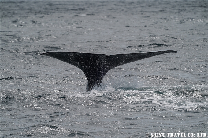 根室海峡のマッコウクジラ　ラウス　Sperm Whale in Nemuro Strait Hokkaido Rausu 知床サライ (3)