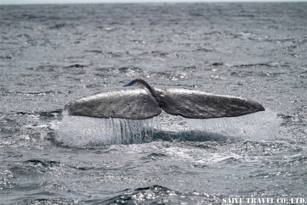 根室海峡のマッコウクジラ　ラウス　Sperm Whale in Nemuro Strait Hokkaido Rausu 知床サライ (2)