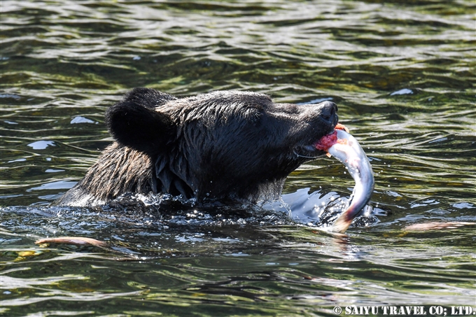 知床半島　羅臼　ヒグマ　ペキンの鼻　カラフトマス　ヒグマ・フォト　知床サライ broen bear in Shiretoko (10)