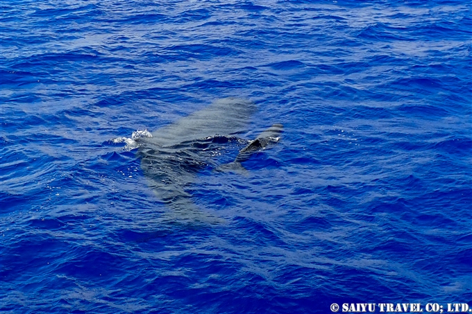 小笠原　マッコウクジラ　Ogasawara Bonin Island Sperm Whale mother and calf (13)