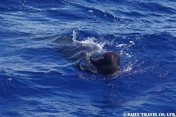 小笠原　マッコウクジラ　Ogasawara Bonin Island Sperm Whale mother and calf (3)