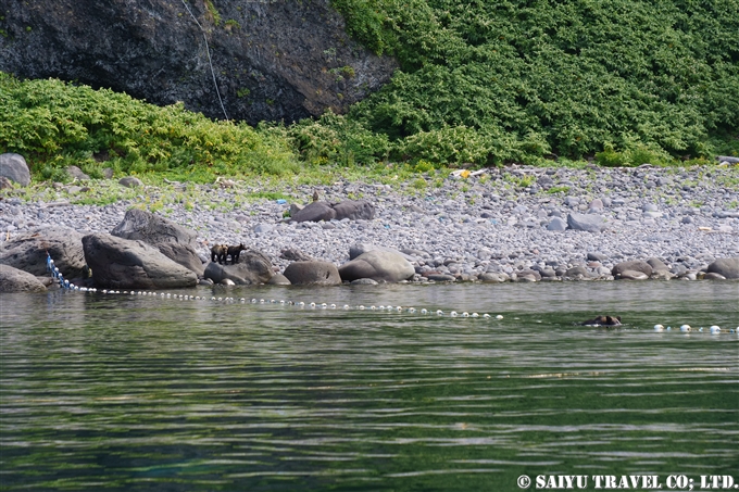 知床半島　ヒグマの親子　カラフトマスを狙う　Shiretoko Brwonbear (11)