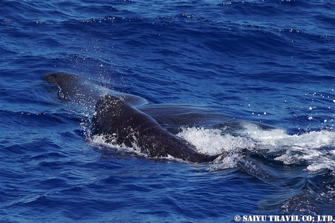 小笠原　マッコウクジラ　Ogasawara Bonin Island Sperm Whale mother and calf (9)