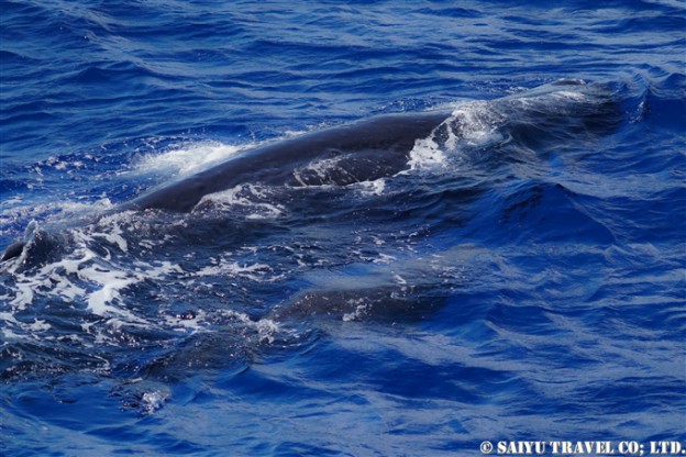 小笠原　マッコウクジラ　Ogasawara Bonin Island Sperm Whale mother and calf (11)