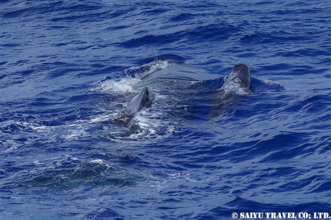 小笠原　マッコウクジラ　Ogasawara Bonin Island Sperm Whale mother and calf (10)