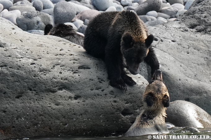 知床半島　ヒグマの親子　カラフトマスを狙う　Shiretoko Brwonbear (6)