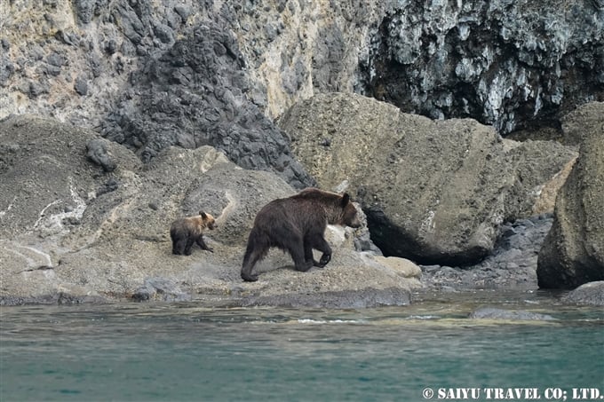 知床半島のヒグマ　Ezo-Brownbear Shiretoko 親子ヒグマ (6)