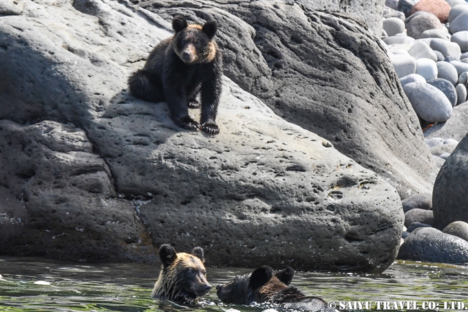 知床半島　ヒグマの親子　カラフトマスを狙う　Shiretoko Brwonbear (10)