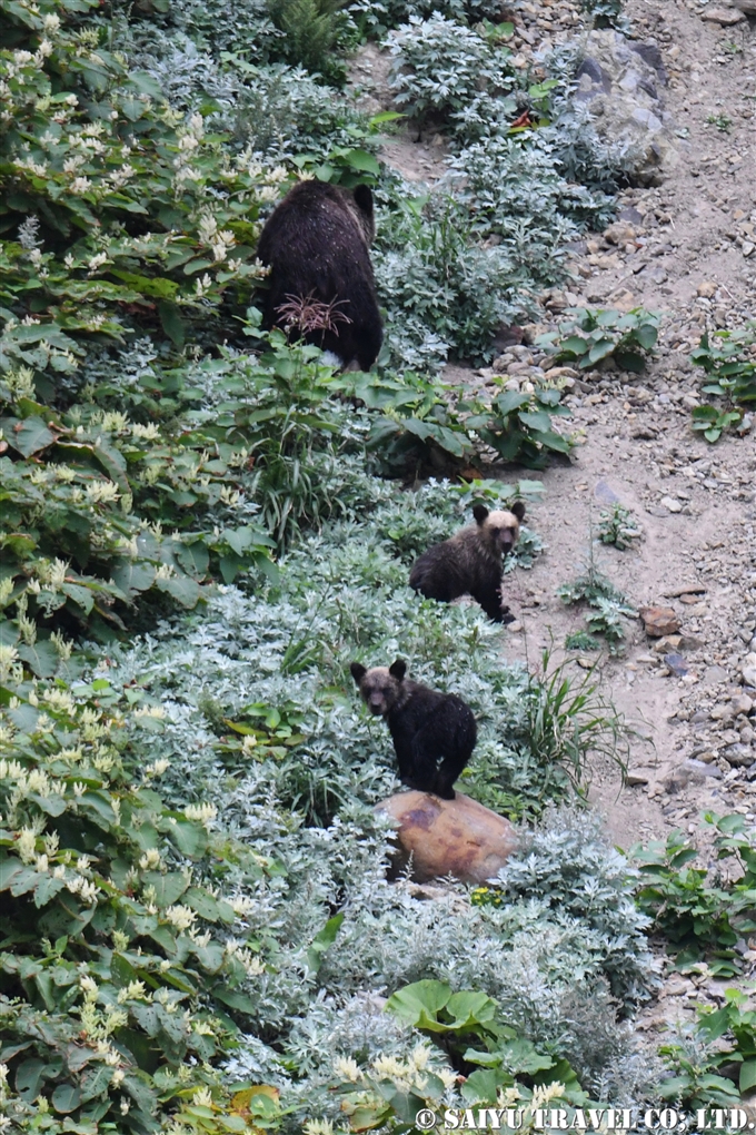 知床半島のヒグマ　Ezo-Brownbear Shiretoko 親子ヒグマ (9)