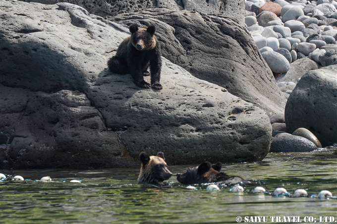 知床半島　ヒグマの親子　カラフトマスを狙う　Shiretoko Brwonbear (4)