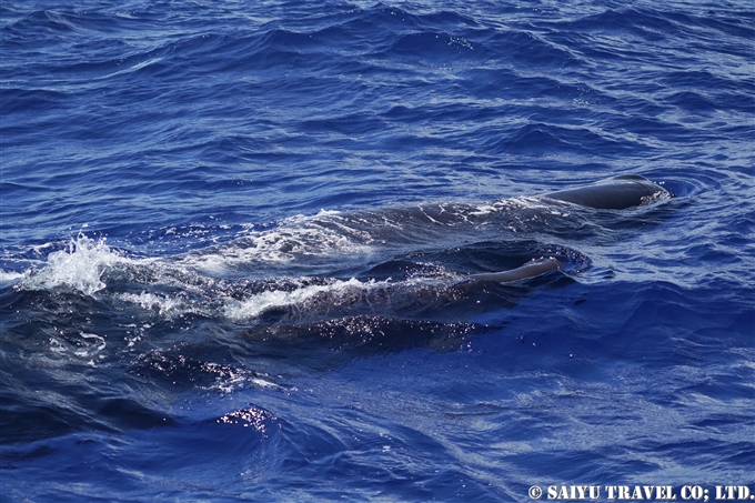 小笠原　マッコウクジラ　Ogasawara Bonin Island Sperm Whale mother and calf (12)