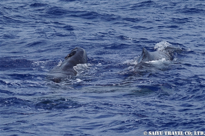 小笠原　マッコウクジラ　Ogasawara Bonin Island Sperm Whale mother and calf (5)